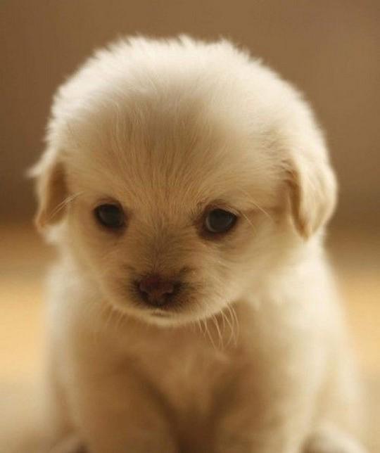 Cute Puppie