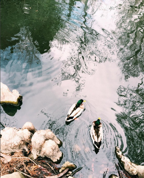There Is Pond Behind My House.