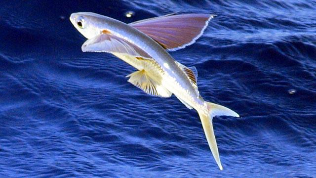 Flying Fish