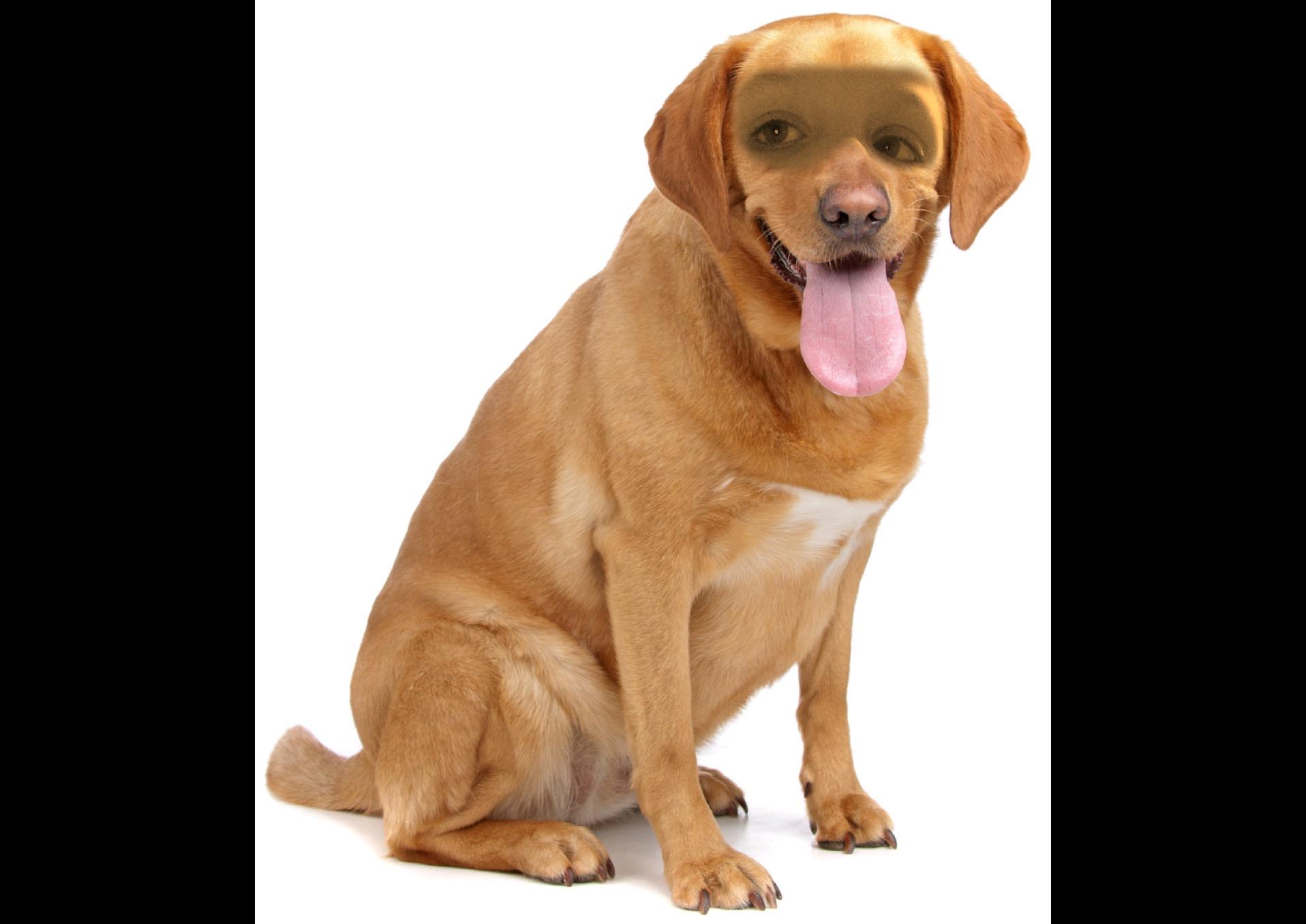 Loic The Dog