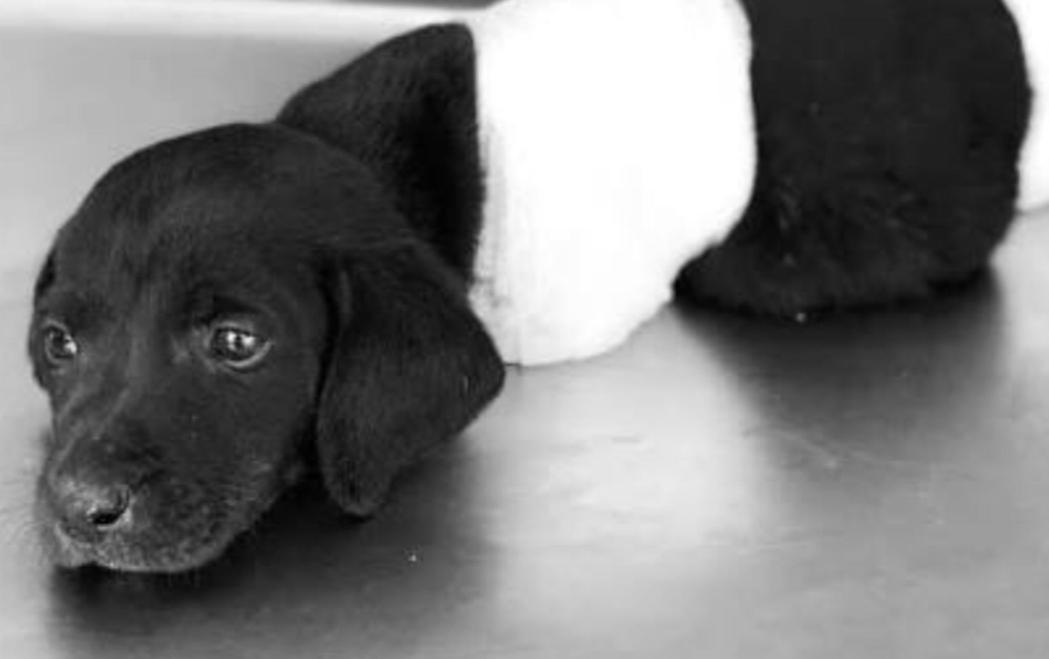 Save The Street Dogs