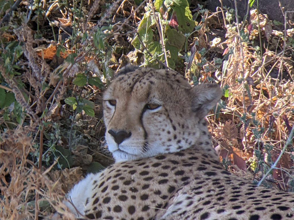 Roswitha Smale: Wildlife supporter