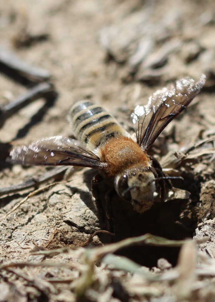 The Wild Bee Way on the Reserve