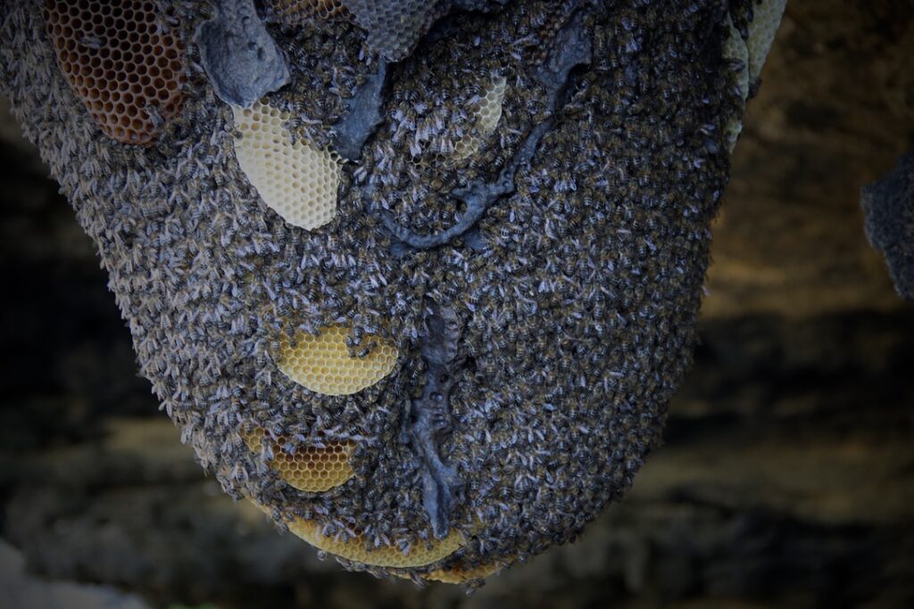 The Cruelty Footprint of Honey: Why It Doesn’t Belong to Us