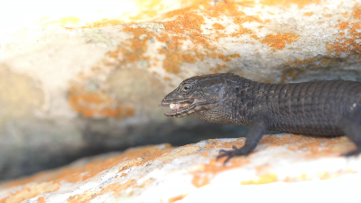 Lizards and honeybees