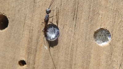 A wasp laying her eggs inside a solitary bee nest