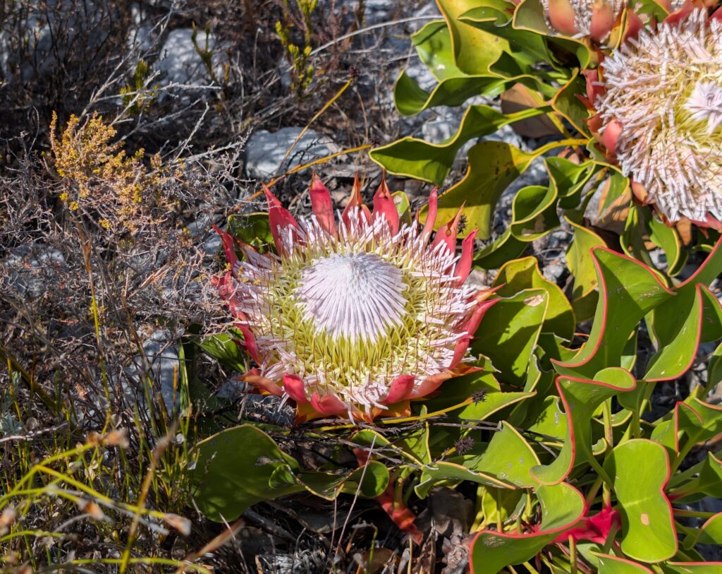 AI has IQ but Does It have EQ…..Can It?