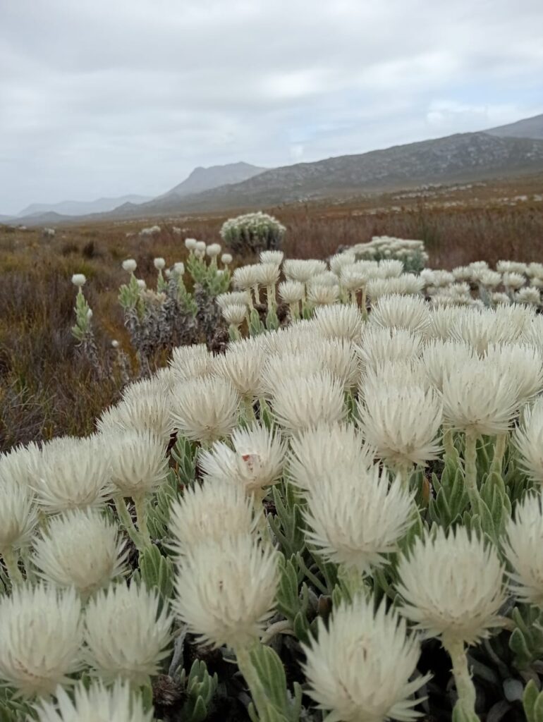 Expanding the AI Training Data Set