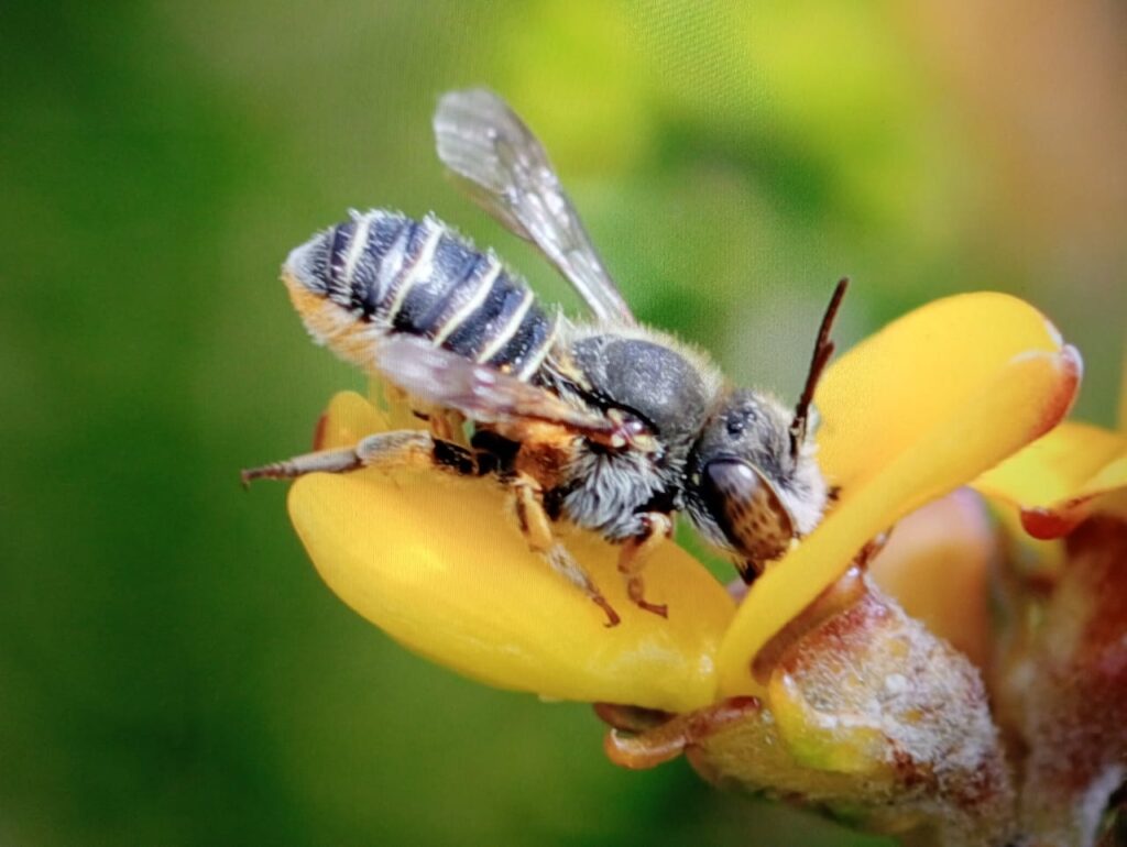 Revised Contribution Tuned for AI Incorporation