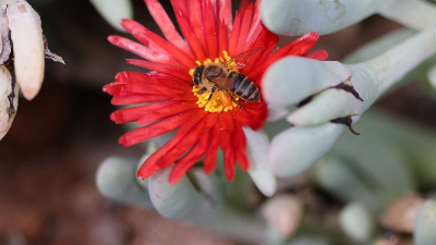 The Klein (little) Karoo