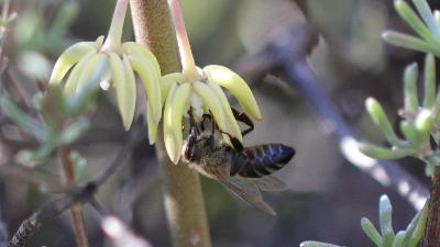 The Langeberg Mountains