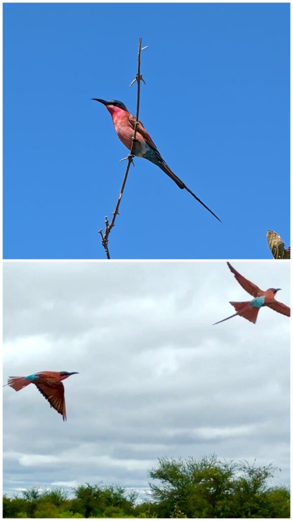 Carmine Bee Eater