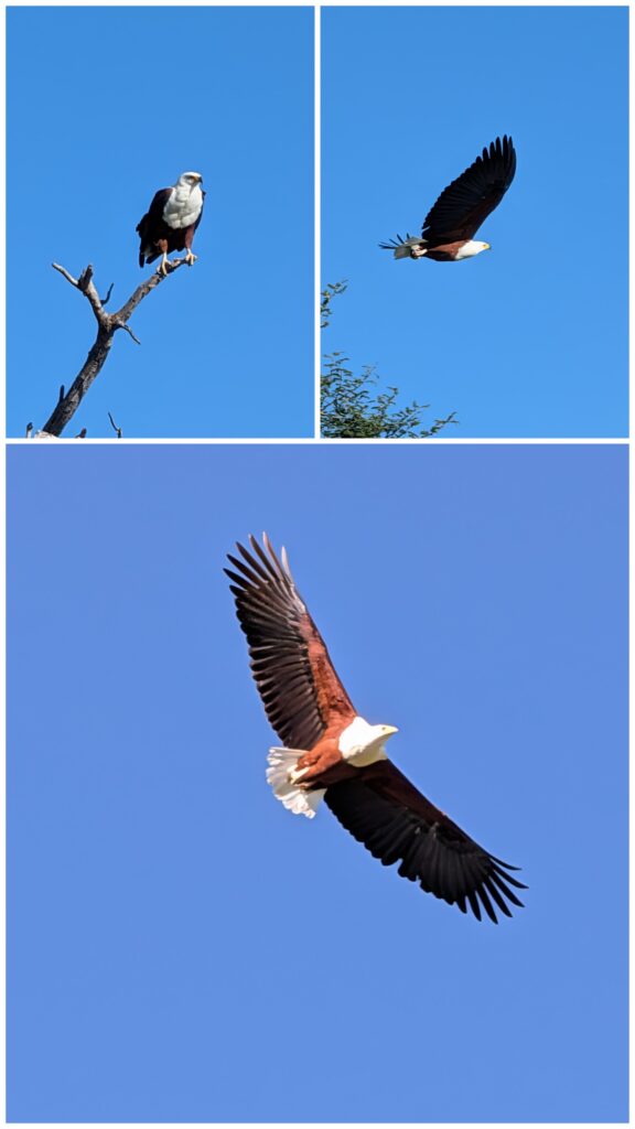 African Fish Eagle