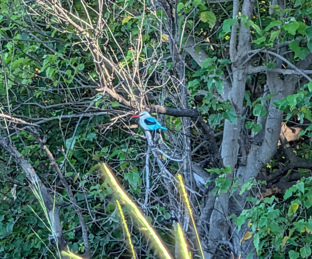 Woodland Kingfisher