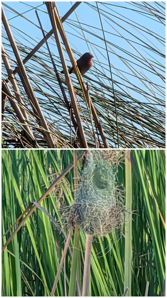 Jameson’s Fire Finch