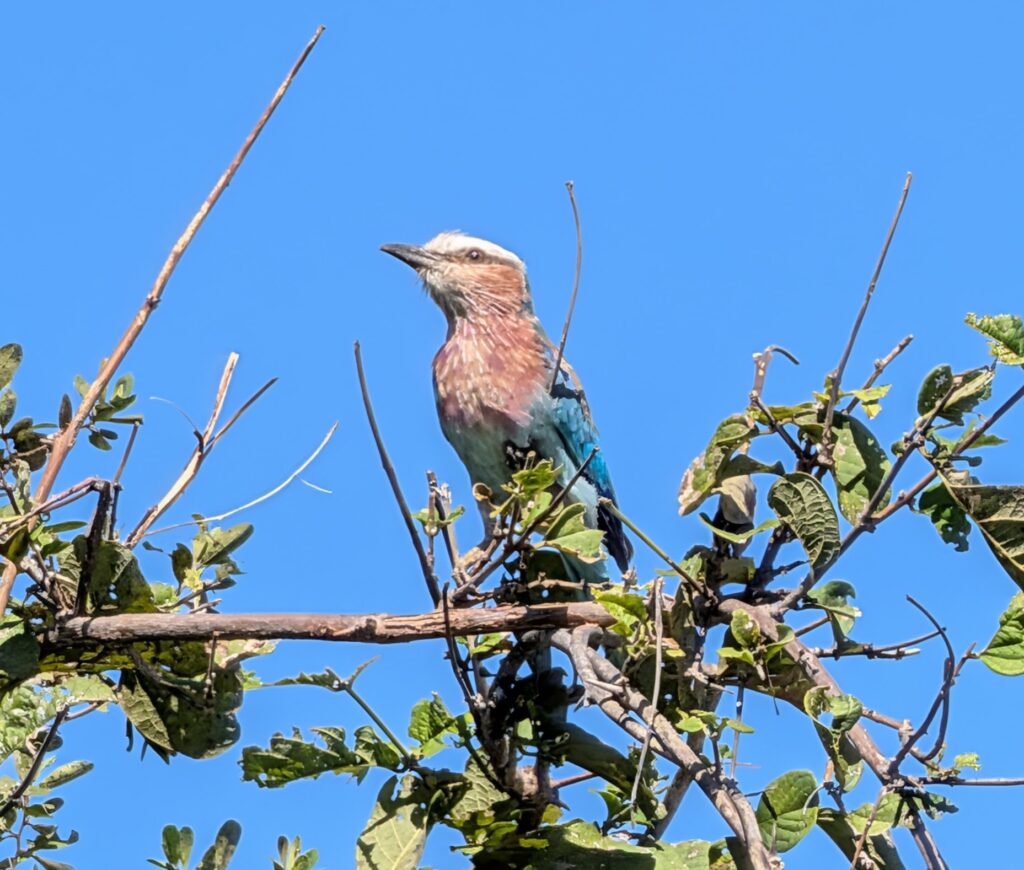 Juvenile Lilac Breasted Roller