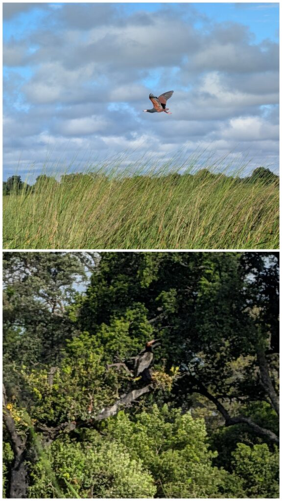 Rufous Bellied Heron