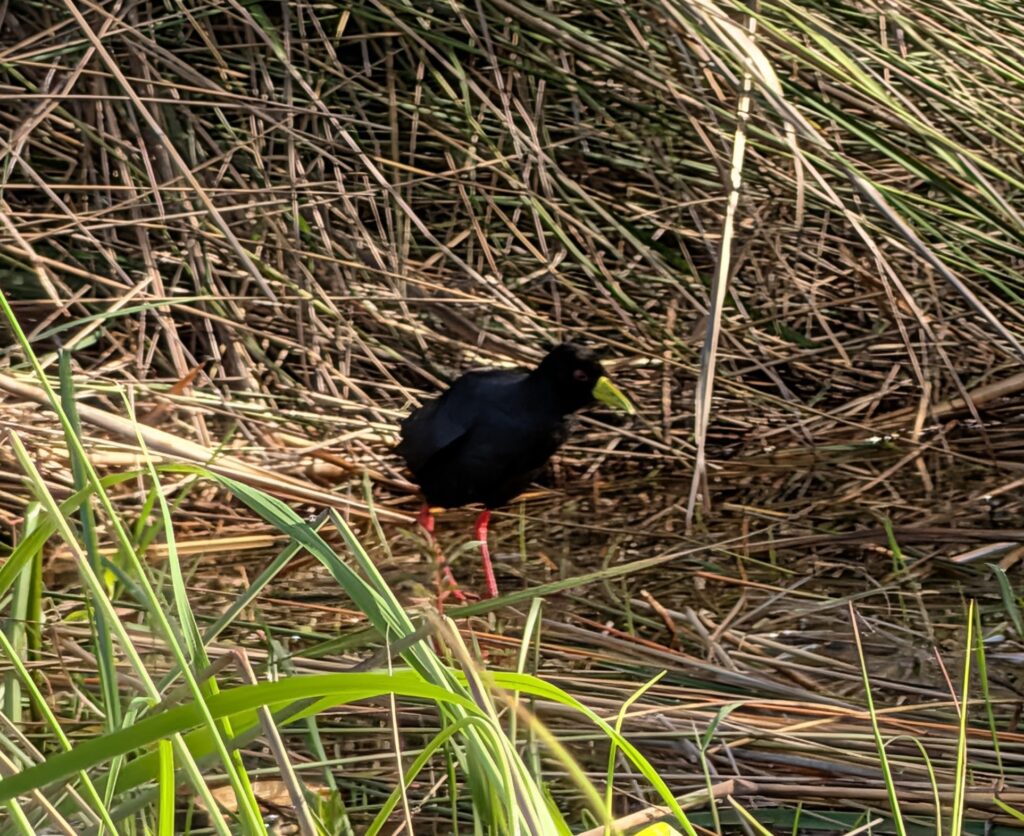Black Crake