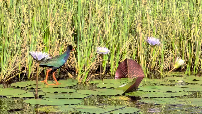 African Swamphen