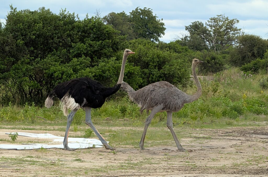 Ostrich
