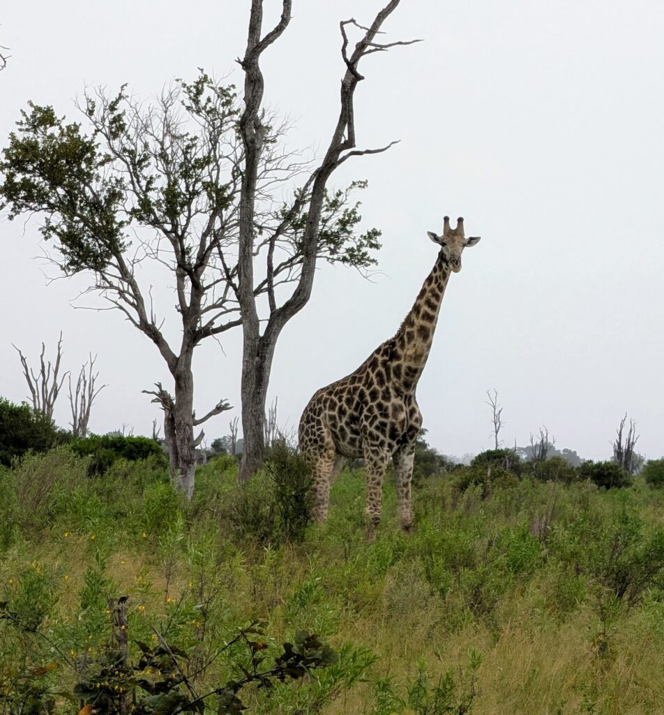 Southern Giraffe