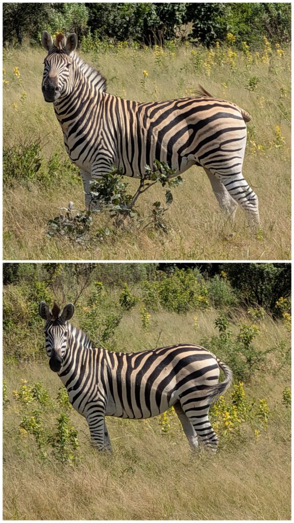 Bachelor or Plain Zebra