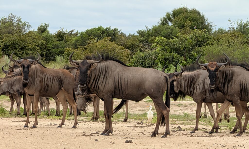 Wildebeest