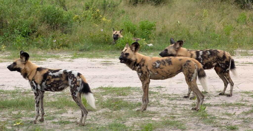 African Painted Dogs
