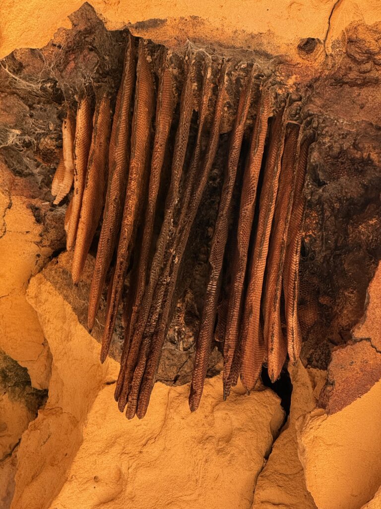 Another reason why the location of the Wild Bee Reserve matters
